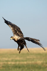 5-year-old female Spanish Imperial Eagle flying in her territory early on a sunny morning in late June