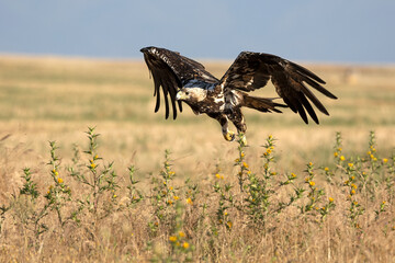 A 5-year-old male Spanish Imperial Eagle flying in a Mediterranean forest at first light on a late spring day.