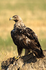 5-year-old Spanish Imperial Eagle in its territory on a sunny day in late spring