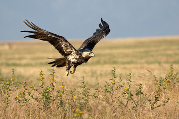 5-year-old female Spanish Imperial Eagle flying in her territory early on a sunny morning in late June