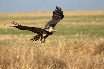 5-year-old female Spanish Imperial Eagle flying in her territory early on a sunny morning in late...