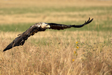 5-year-old female Spanish Imperial Eagle flying in her territory early on a sunny morning in late June