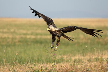 5-year-old female Spanish Imperial Eagle flying in her territory early on a sunny morning in late June