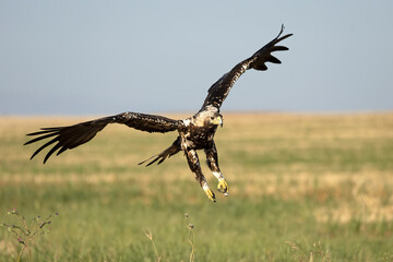 5-year-old female Spanish Imperial Eagle flying in her territory early on a sunny morning in late June