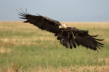 5-year-old female Spanish Imperial Eagle flying in her territory early on a sunny morning in late June