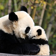 Obraz premium Adorable Panda Mother and Cub Embrace