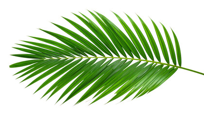 Fototapeta premium green palm leaf isolated.