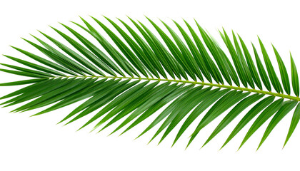 Obraz premium green palm leaf isolated