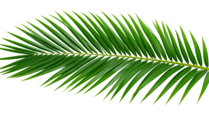 green palm leaf isolated