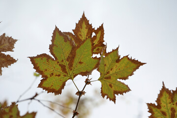 Fototapeta premium fall autumn backdrop. Orange green brown maple leaves isolated on white background. yellow maple branch leaves. fall season. Red golden Autumn Branch. orange autumnal maple foliage