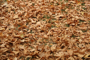 Yellow orange red brown september autumn leaves on ground in beautiful fall park. Fallen golden autumn maple leaf on green dry garden grass. October day landscape background. Top view close up macro
