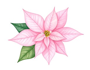 Watercolor poinsettia illustration