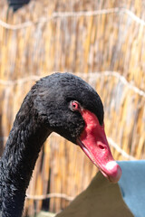 Portrait of a black swan (Cygnus atratus)