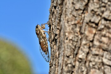 Cykada europejska (Cicada orni) na drzewie na tle nieba