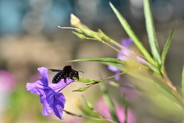 Pszczoła zadrzechnia (Xylocopa) spijająca sok z petunii meksykańskiej (Ruellia simplex)