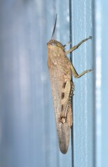 Dorosła szarańcza egipska (Anacridium aegyptium) na niebieskim tle