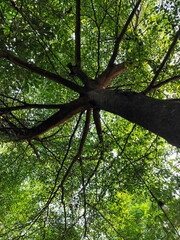Naklejka premium Tree leaves are taken from under shady trees during the day.