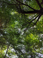 Tree leaves are taken from under shady trees during the day.