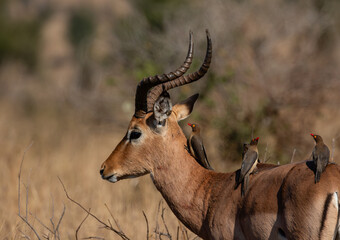 Portrait of an impala ram with 3 red-billed oxpeckers on its body