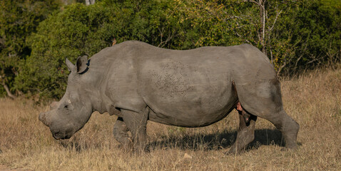 Side view of a big white rhino walking in a grassland with its horn removed to protect it from poaching  © Louis