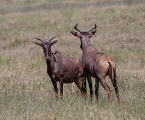 Two tsessebe standing in long grass. one facing the camera and the other one looking away