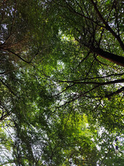 Tree leaves are taken from under shady trees during the day.