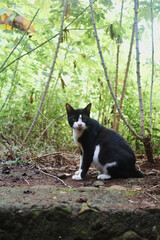 cat in the garden