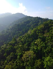 Lush mountain forest (1)