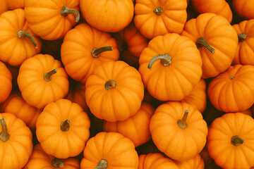 pumpkins. top view