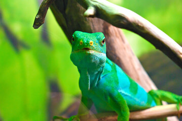 Portait of the lau banded iguana (Brachylophus fasciatus)