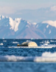 Polar bear resting on ice floes