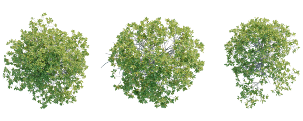 Rhizophora apiculata  Tree plan top view cutout transparent background