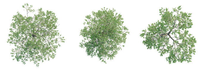 Avicennia germinans  Tree plan top view cutout isolate on white background