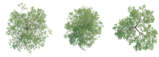 Avicennia germinans  Tree plan top view cutout isolate on white background