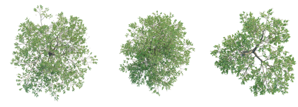 Avicennia germinans  Tree plan top view cutout isolate on white background