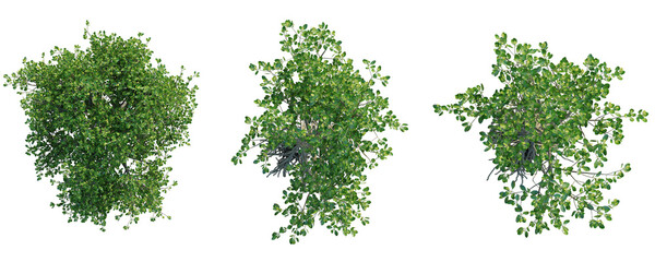 Fototapeta premium Ceriops tagal Tree plan top view cutout isolate on white background