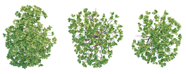 Rhizophora mucronata  Tree plan top view cutout transparent background © DH Tree Stock