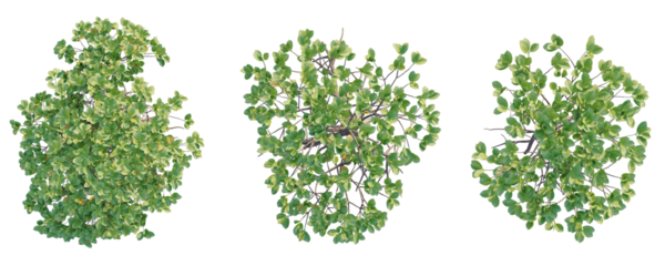 Rhizophora mucronata  Tree plan top view cutout transparent background