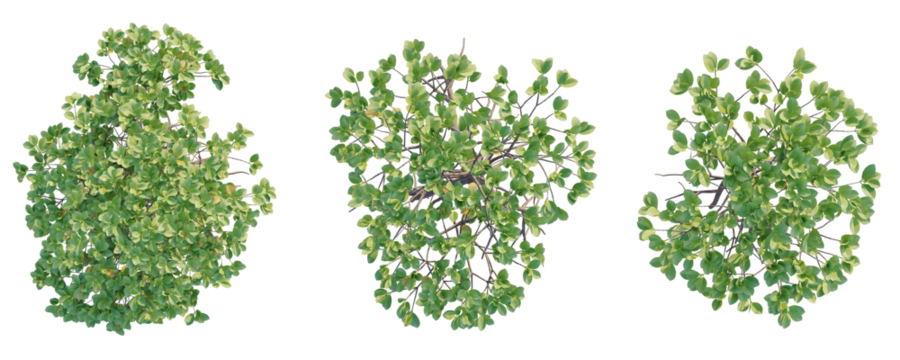 Rhizophora mucronata  Tree plan top view cutout transparent background