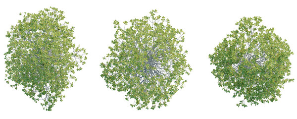 Rhizophora apiculata  Tree plan top view 4k cutout transparent © DH Tree Stock
