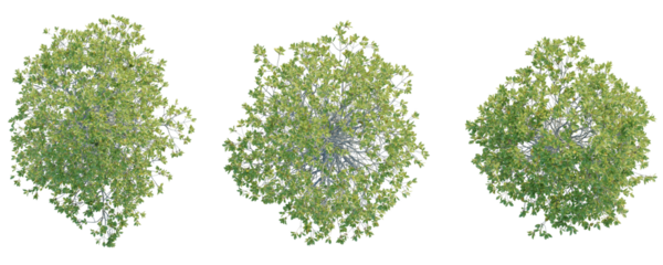 Rhizophora apiculata  Tree plan top view 4k cutout transparent