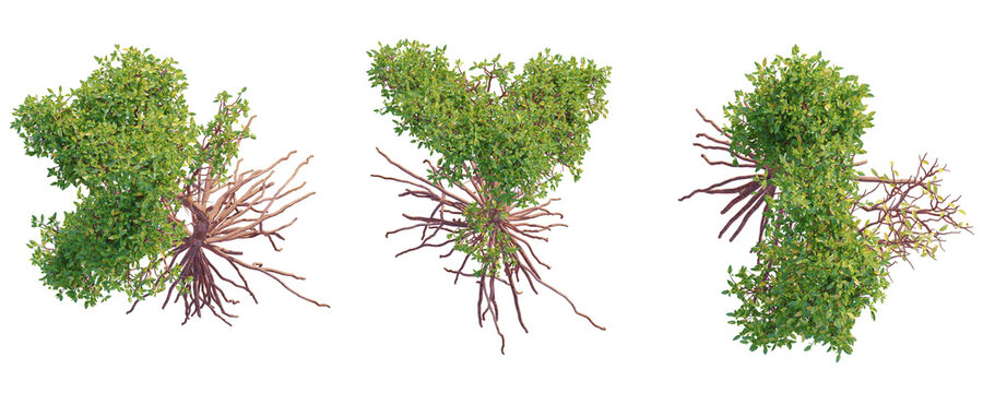 Rhizophora mangle  Tree plan top view 4k isolate