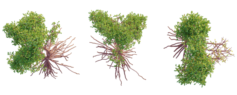 Rhizophora mangle  Tree plan top view 4k isolate