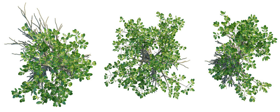 Ceriops tagal  Tree plan top view cutout transparent background