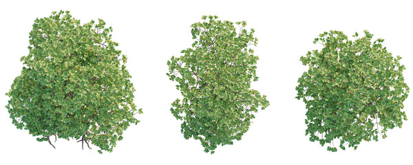 Rhizophora mucronata  Tree plan top view cutout isolate on white background