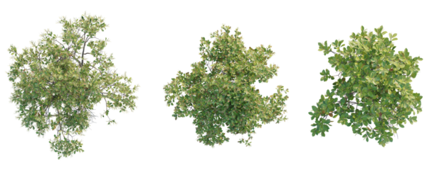 Excoecaria agallocha  Tree plan top view cutout transparent background
