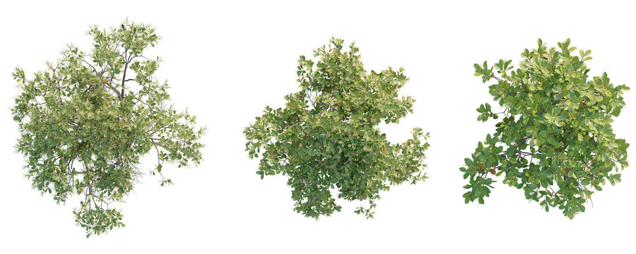 Excoecaria agallocha  Tree plan top view cutout transparent background