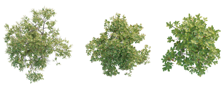 Excoecaria agallocha  Tree plan top view cutout transparent background
