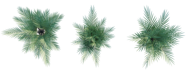 Nypa fruticans  Tree plan top view cutout isolate on white background