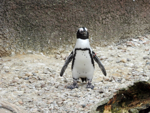 Pingwin w ogrodzie zoologicznym 
